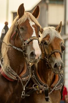 JERNEJEVO-POVORKA2024-139