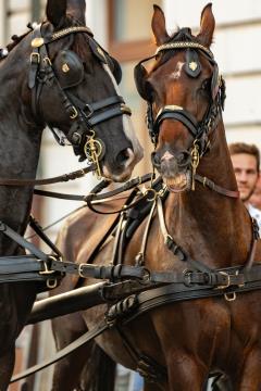 JERNEJEVO-POVORKA2024-151