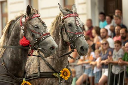 JERNEJEVO-POVORKA2024-183