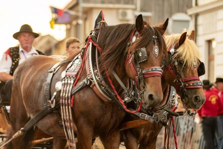 JERNEJEVO-POVORKA2024-222